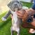 American bully pocker 9 thumbnail