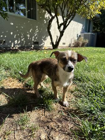 FOUND DOG (sunnyvale)63836593183875120
