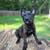 Dutch Shepherd 2 thumbnail