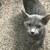Kitten for rehome 3 thumbnail