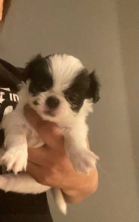 Japanese chin pups (Las Vegas)63860183871107120