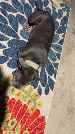 Pocket Bully 1