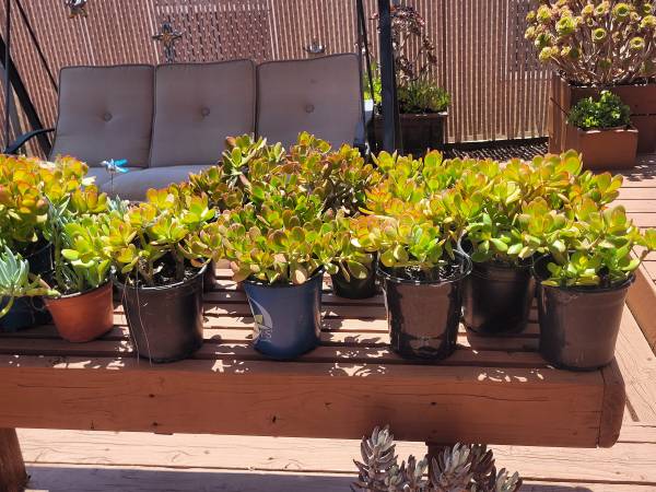 Jade Plants 1