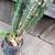 LARGE CACTUS PLANT  has thorns 5 thumbnail