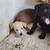 LAB Puppy needs new home 2 thumbnail