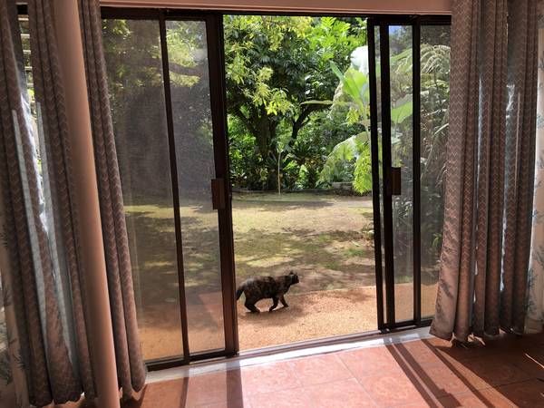 $1,900 / 1br - 600ft2 - 5 MINUTES DRIVE FROM U.H. (HONOLULU)63939395105923120