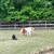 Shetland Pony 2 thumbnail