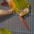 Green cheek conure 2 thumbnail