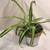 Houseplants Galore 10 thumbnail