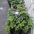 Organically grown strawberry plants 3 thumbnail
