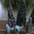 Bottle Brush Tree Lot 2 thumbnail