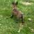 Belgian Malinois 2 thumbnail