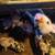 Mini pigs 2 thumbnail