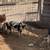 Re-home Pigs 2 thumbnail