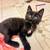 Kittens 2 thumbnail