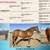 AQHA Broodmares 1 thumbnail