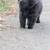 Chow Chow Puppies 7 thumbnail