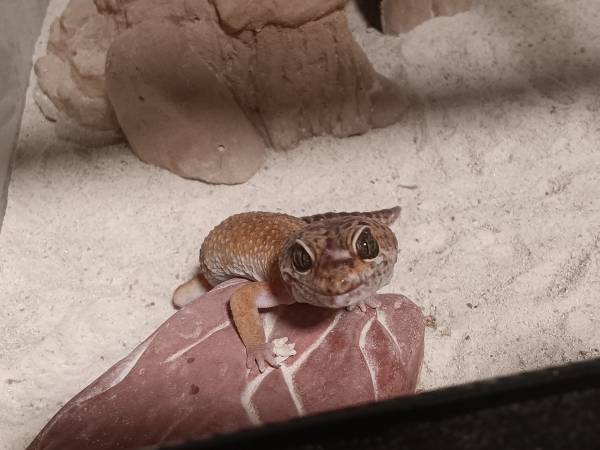 Leopard gecko 1