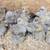 Chicks, ducks, turkeys 3 thumbnail