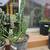 Garden - Plants - Cactus - Succulents for Sale! 18 thumbnail