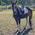 11 YEAR OLD MARE FOR SALE 7 thumbnail