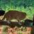 Free cats 4 thumbnail