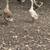 Geese 13 thumbnail