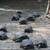 Galapagos Tortoise hatchlings 3 thumbnail