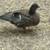 Call Ducklings 17 thumbnail