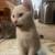 Kitten for adoption 1 thumbnail