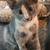 Cats & Kittens - FREE to GOOD homes! 12 thumbnail