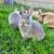 ** PUREBRED Netherland Dwarf Bunnies ** Mixed Rabbits Available 16 thumbnail