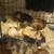 Dorkie  (dachshund/yorkie) 7 thumbnail