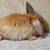 Holland lop rabbit 7 thumbnail