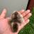 Chicks 4 thumbnail