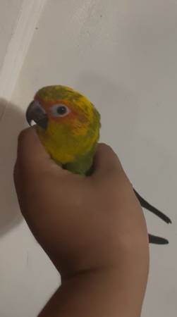 Sun conure 1
