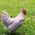 Chicken 1 thumbnail