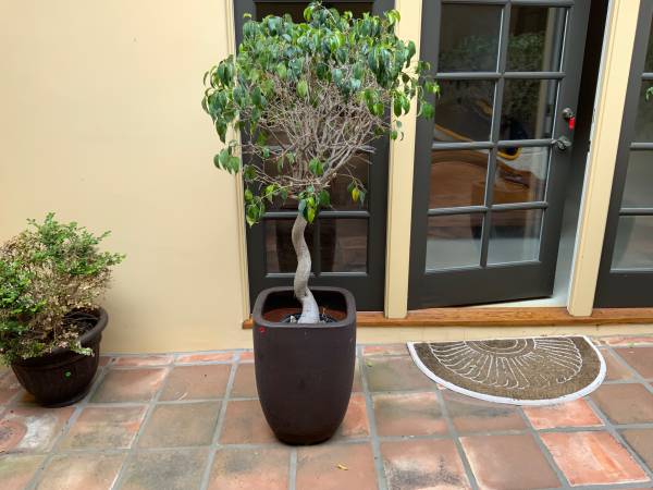 5 gallon plant pot 1