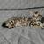 Bengal Kittens 3 thumbnail