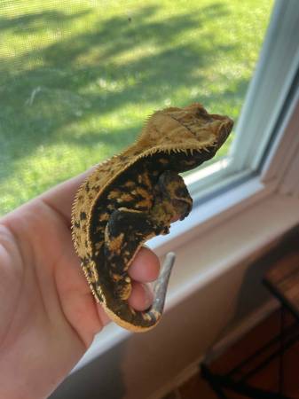 Pinstripe crested gecko pair (Butler)63280373534979120