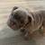 Puppy English bulldog 1 thumbnail