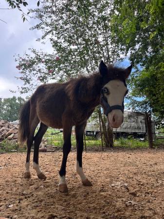 Baby pony 1