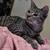 Cats and kittens 1 thumbnail