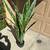 38” Sansevieria Artificial Plant 3 thumbnail