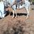 Andalusian Reg 4 thumbnail