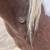 Yearling draft‑type Quarter Horse cross filly. 5 thumbnail