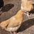 Buff Orpington layers pullets chicken 1 thumbnail