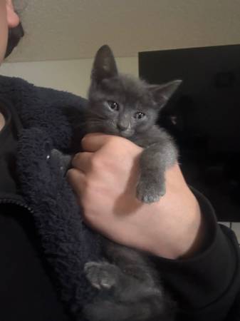 8 week old kittens very cuddly! 1