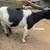 Herd Reduction - Mini Nubians, Nigerian Dwarves, Myotonic, & Mixes 4 thumbnail