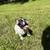 Female French Bulldog Pup 1 thumbnail